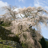 又兵衛桜(本郷の瀧桜)