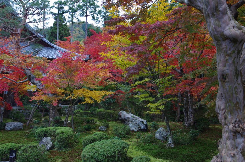 京都　圓光寺②