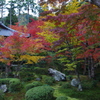 京都　圓光寺②