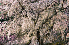 朝陽桜