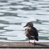 鳥撮りで撮り納め。