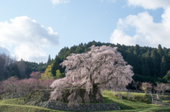 又兵衛桜(本郷の瀧桜)