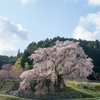 又兵衛桜(本郷の瀧桜)