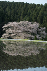 諸木野の桜２。