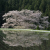 諸木野の桜２。