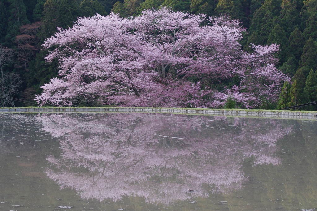 諸木野の桜