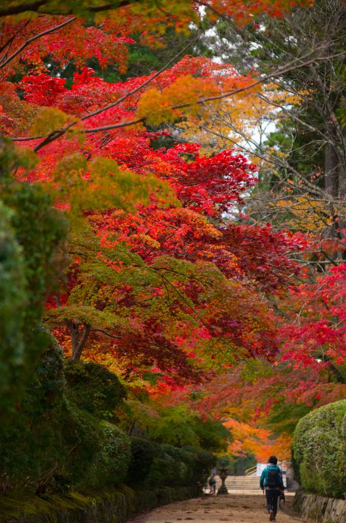 高野山　蛇腹路