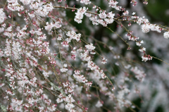 又兵衛桜(本郷の瀧桜)