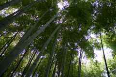 鎌倉　報国寺