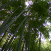 鎌倉　報国寺