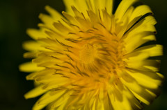 dandelion。