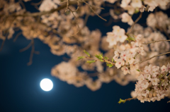 月見桜。