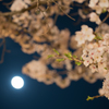 月見桜。