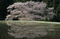 諸木野の桜。