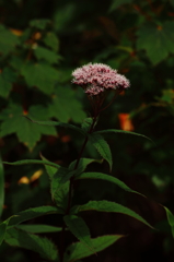 秋の七草