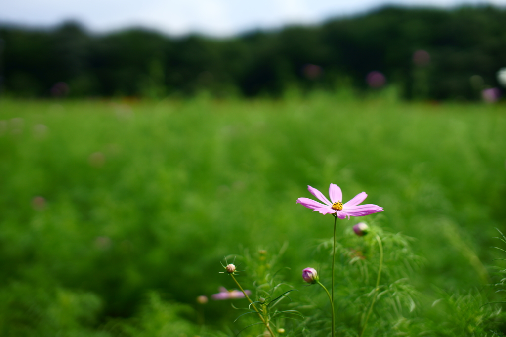 コスモス50ｍｍ