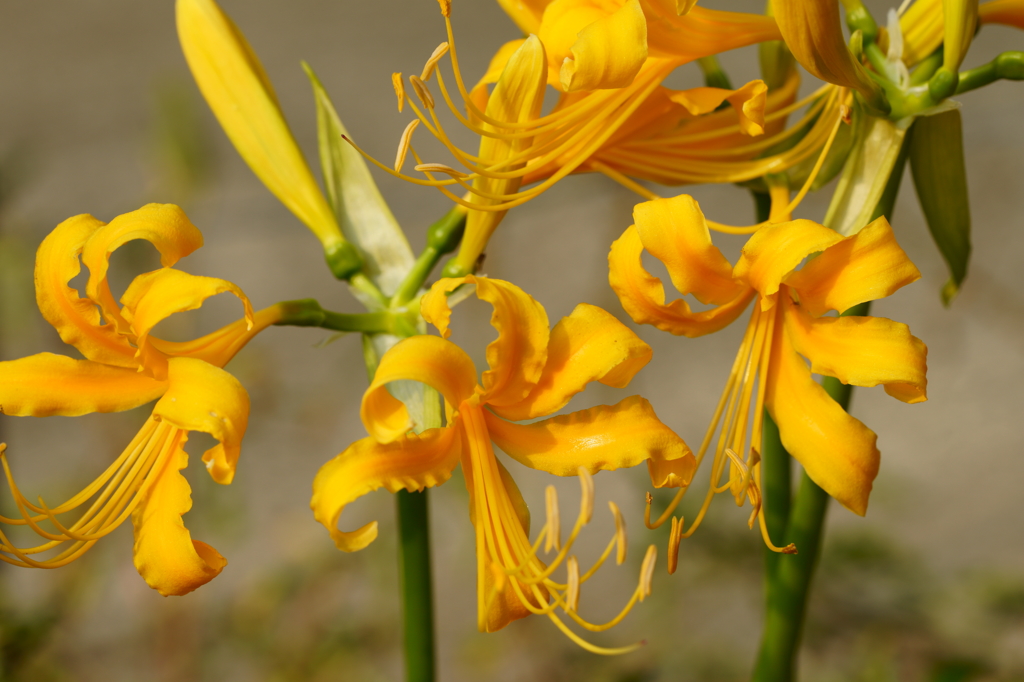 リコリス・オーレア（Lycoris aurea）