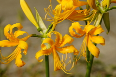 リコリス・オーレア（Lycoris aurea）