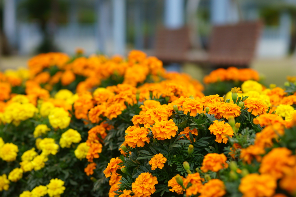 20131112花壇の花と背景ボケ