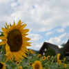 ひまわりと白川郷