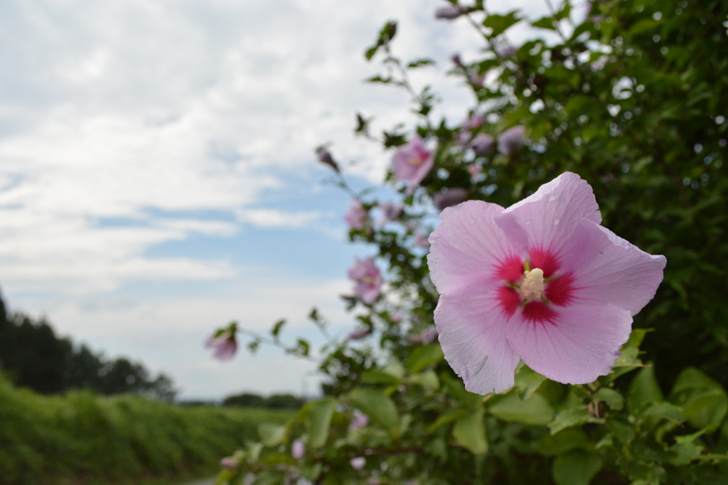 花