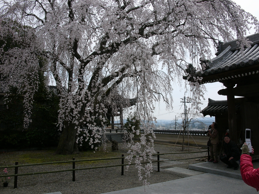 津山 千光寺枝垂れ桜