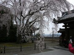 津山 千光寺枝垂れ桜