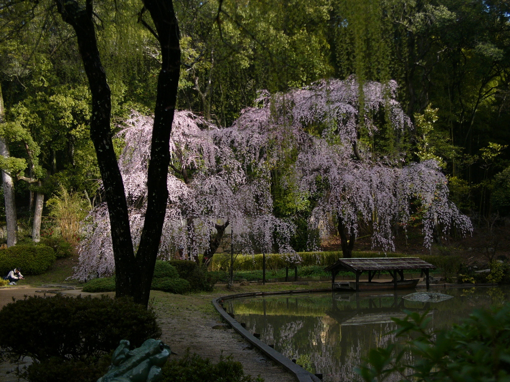 曹源寺の春