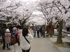 凱旋桜