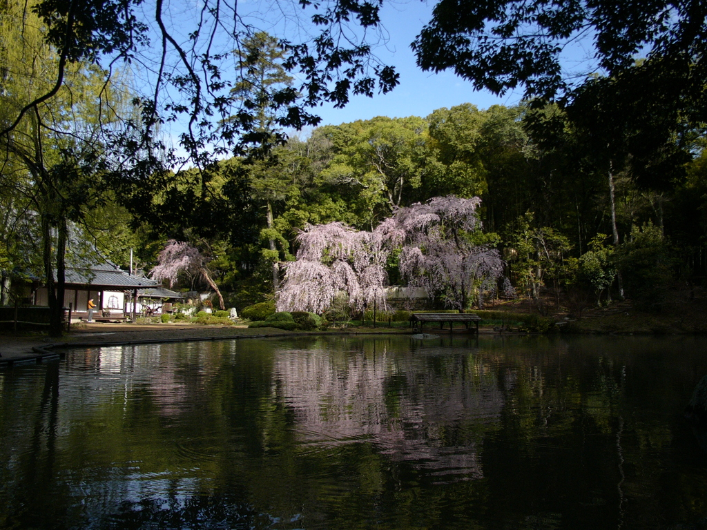 曹源寺の春