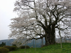 醍醐桜