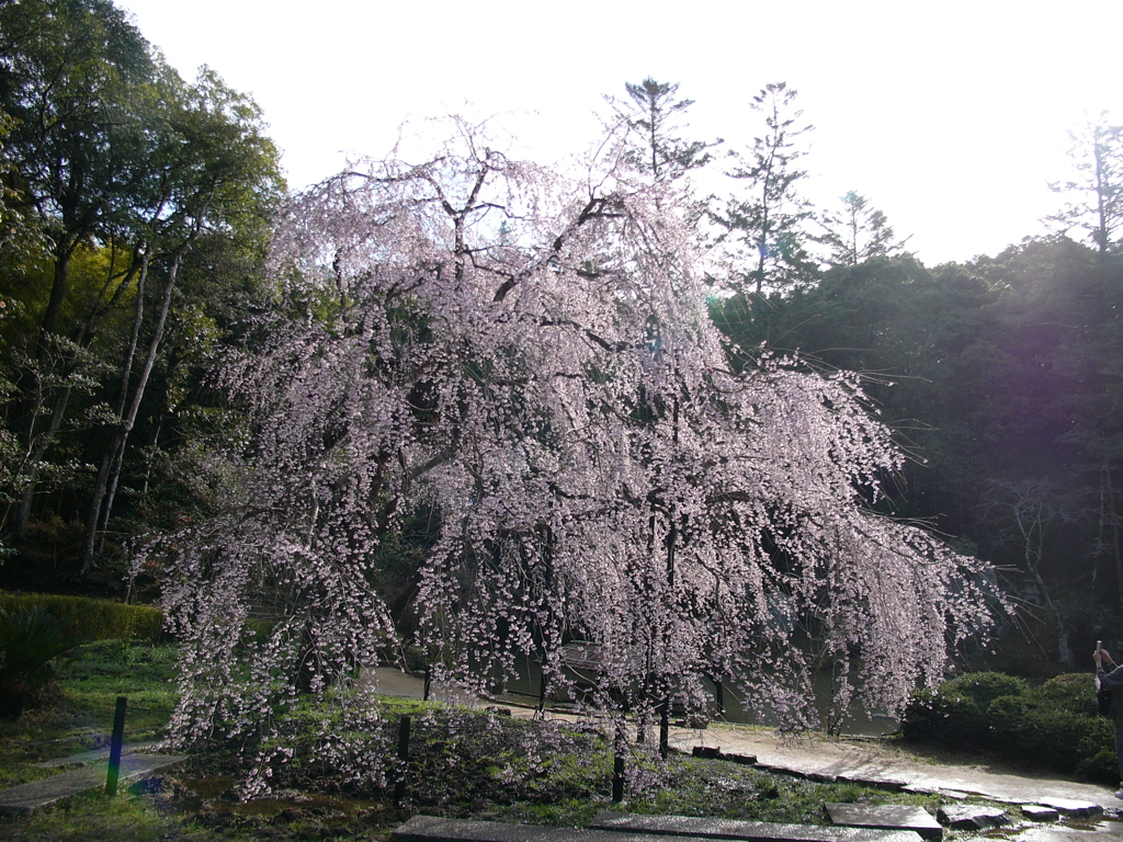 曹源寺の春