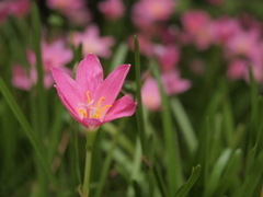 花が咲いてる