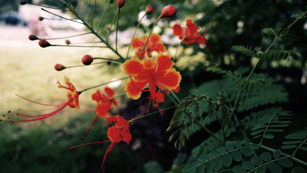花