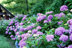 紫陽花