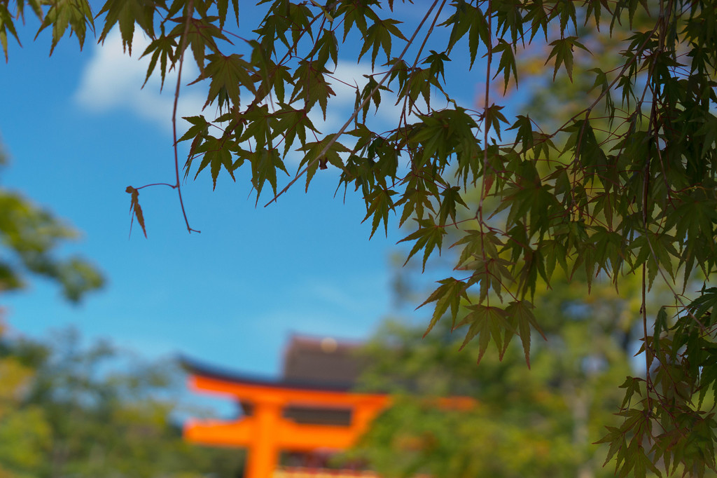 みどりの紅葉