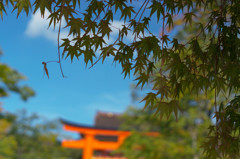 みどりの紅葉