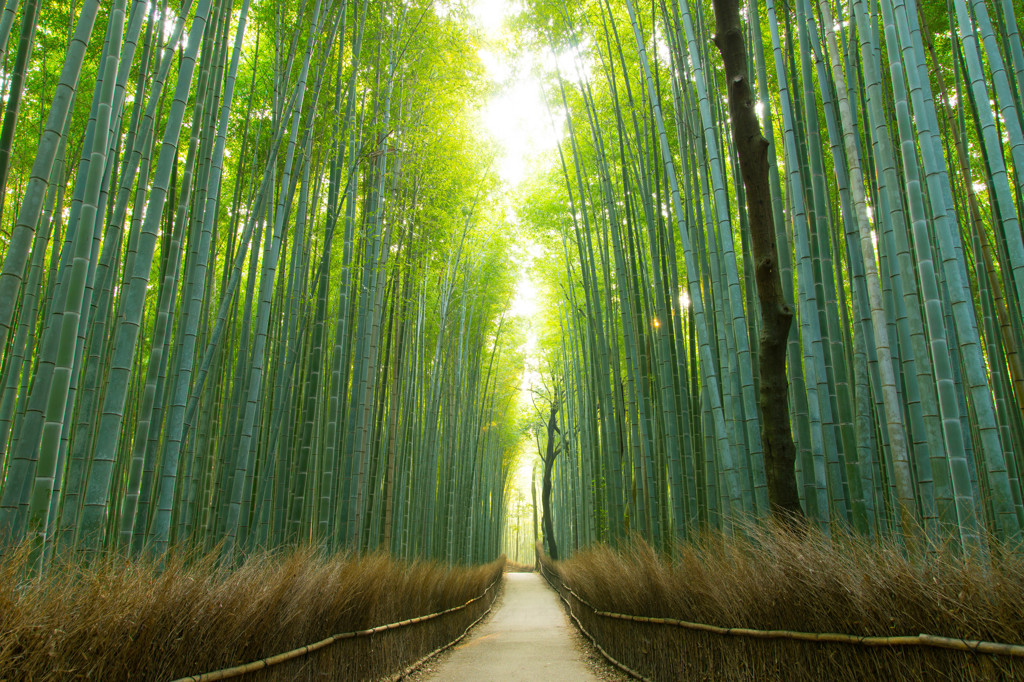 竹林