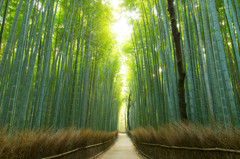 竹林