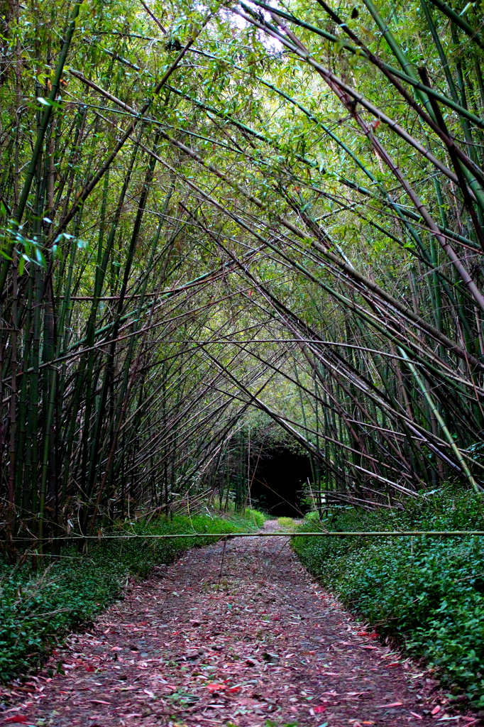 竹林の道