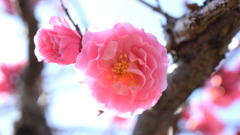 桃の花