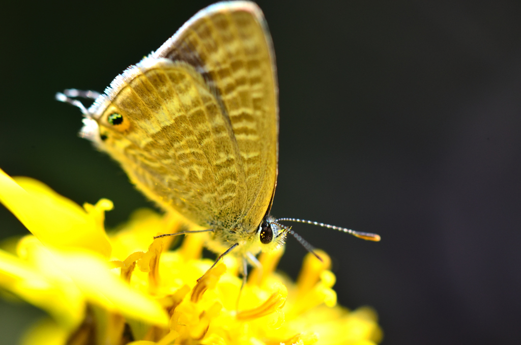 ツワブキの花に