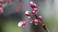 早春・雨