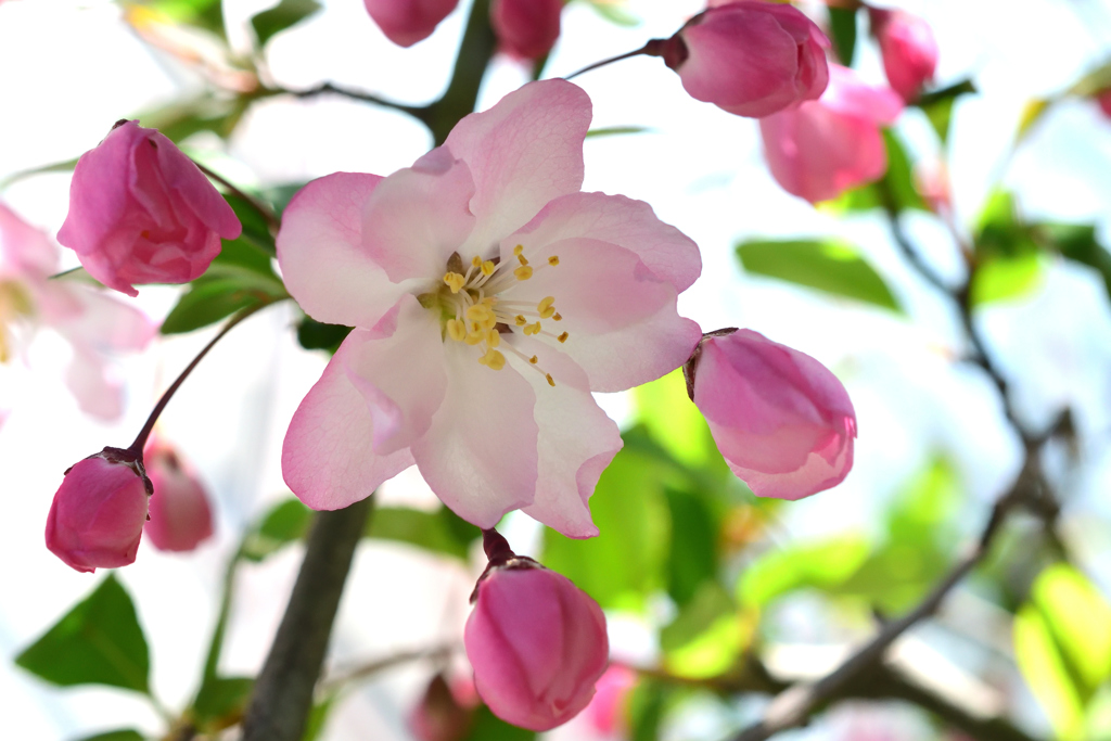 花海棠