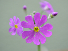 桜草1