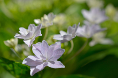 紫陽花・八重