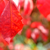 紅葉