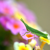 ランタナの花の上で