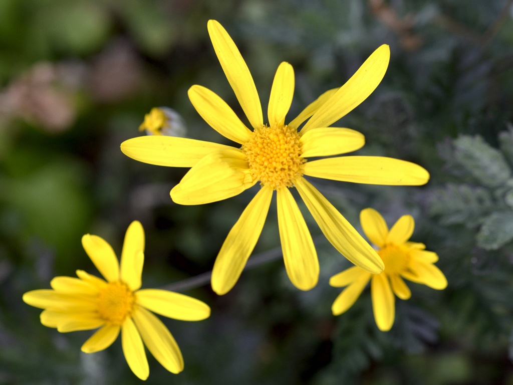 花弁が不揃いの黄色い花