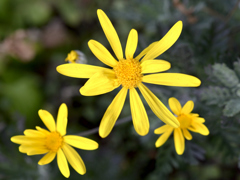 花弁が不揃いの黄色い花